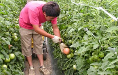 ビニールハウス内で栽培されているトマトの収穫作業