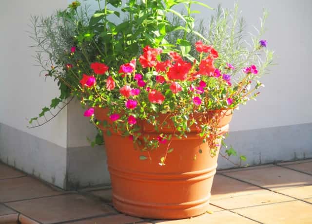 素焼き鉢に花や植物をたっぷり入れる