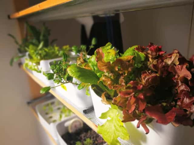 キットなしで室内水耕栽培器を自作してみる キッチンやリビングにぴったり 農業 ガーデニング 園芸 家庭菜園マガジン Agri Pick
