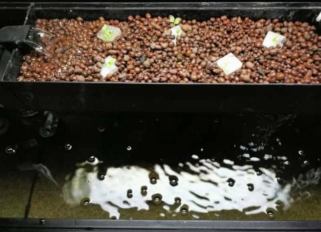 自作 水槽で水耕栽培 アクアリウムから始めるアクアポニックス 農業 ガーデニング 園芸 家庭菜園マガジン Agri Pick