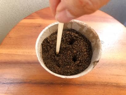 育苗ポットの土にわりばしで穴をあける