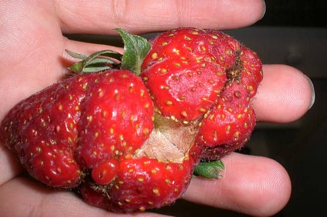 生理障害によって変形したイチゴの果実