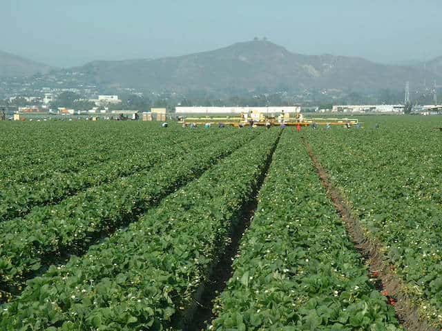 イチゴの露地栽培（カリフォルニア）