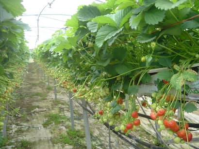 イチゴ高設栽培