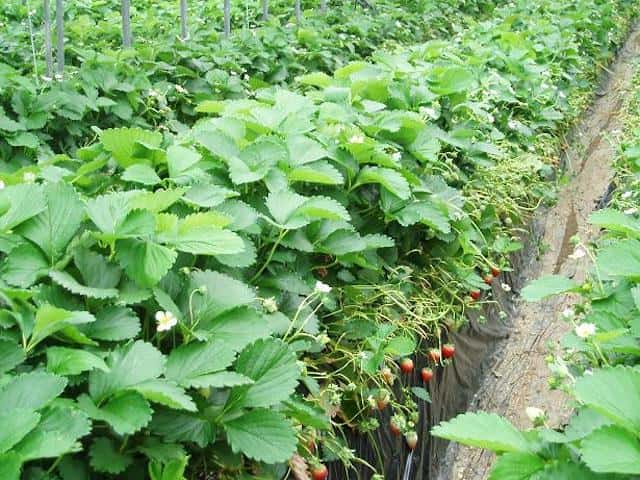 イチゴ 基本の育て方と本格的な栽培のコツ 農業 ガーデニング 園芸 家庭菜園マガジン Agri Pick