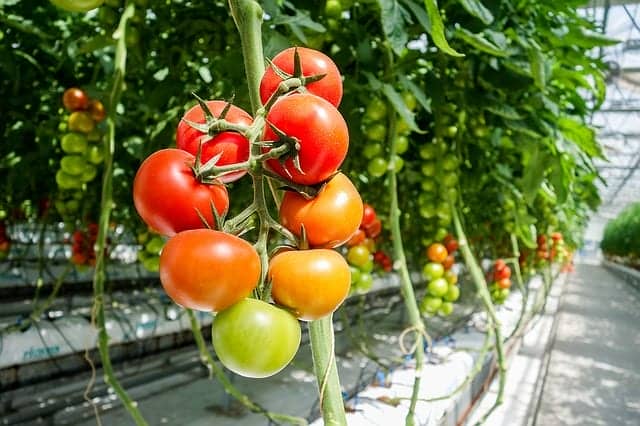 温室（施設栽培）で栽培されているミニトマト