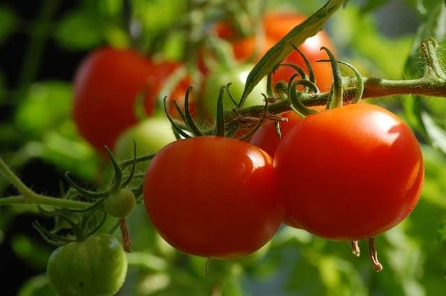 真っ赤に熟した中玉トマト