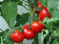 トマト・ミニトマト栽培