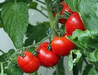 真っ赤に熟したトマト・ミニトマトの栽培