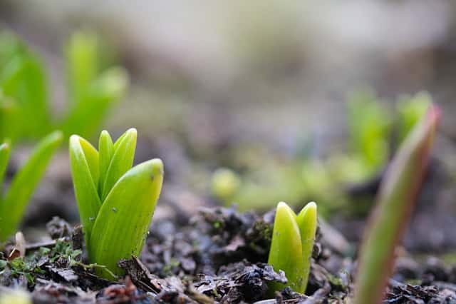 春に植えるおすすめの球根10選 植え方や育て方も紹介 水耕栽培や球根の選び方も解説 農業 ガーデニング 園芸 家庭菜園マガジン Agri Pick