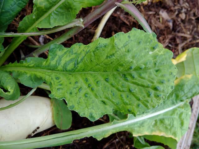 モザイク病の原因と対策 防除方法と使用薬剤 農薬 農業 ガーデニング 園芸 家庭菜園マガジン Agri Pick