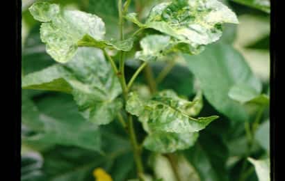 モザイク病の原因と対策 防除方法と使用薬剤 農薬 農業 ガーデニング 園芸 家庭菜園マガジン Agri Pick