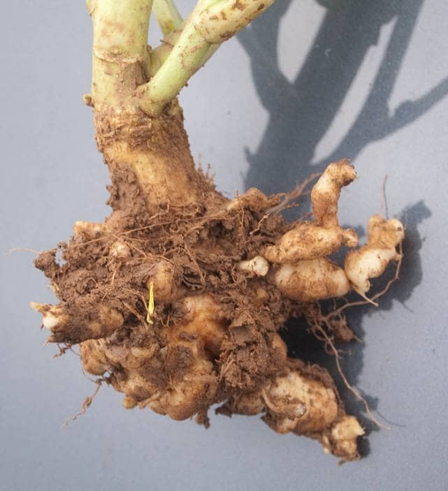 根こぶ病におかされた植物の根