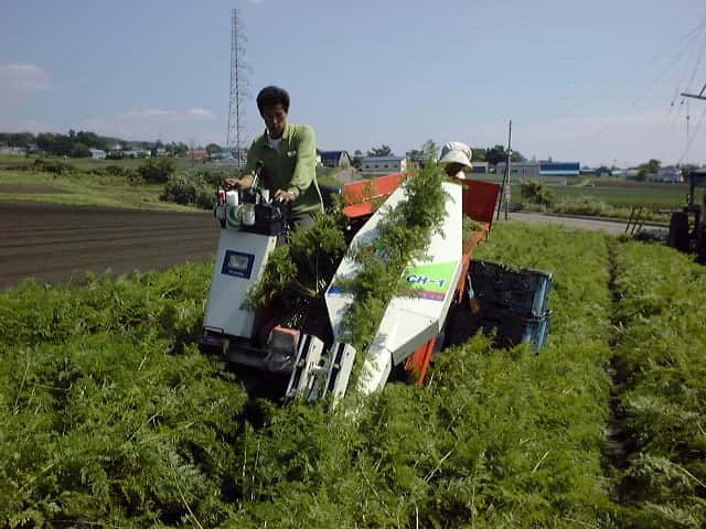 農機を使用したニンジンの収穫作業
