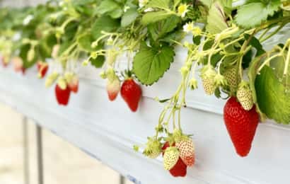 反射シートを使って栽培されているイチゴ