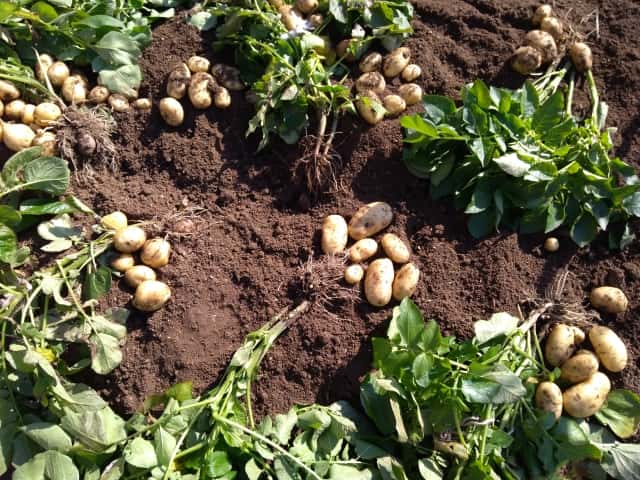 ジャガイモ 基本の育て方と本格的な栽培のコツ 農業 ガーデニング 園芸 家庭菜園マガジン Agri Pick