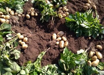 ジャガイモ 基本の育て方と本格的な栽培のコツ 農業 ガーデニング 園芸 家庭菜園マガジン Agri Pick