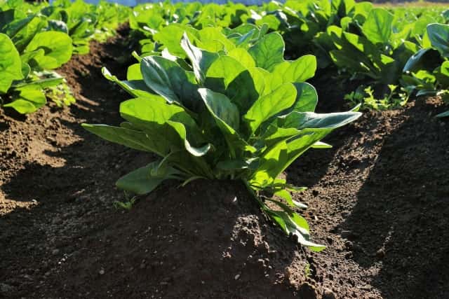 黒土と他の土を混ぜて野菜を育てる