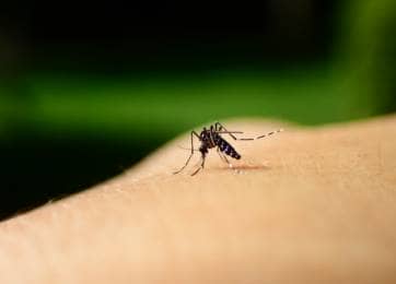 徹底解説 ボウフラの駆除方法 蚊の大量発生を断固阻止 農業 ガーデニング 園芸 家庭菜園マガジン Agri Pick