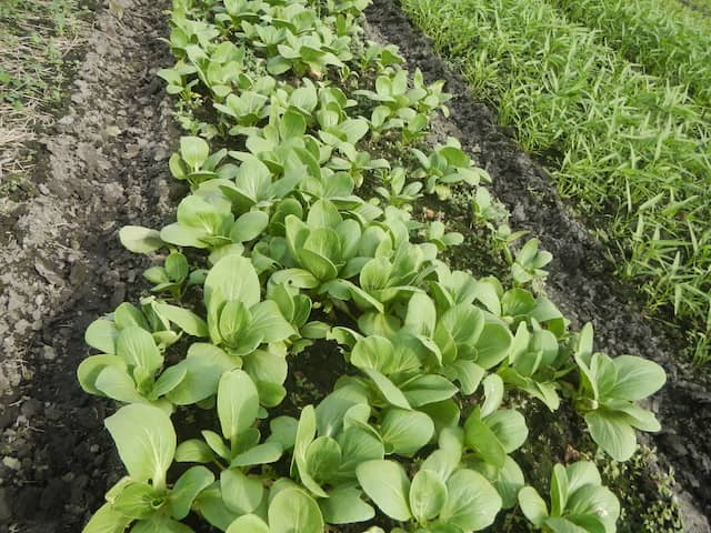 チンゲンサイ 基本の育て方と本格的な栽培のコツ 農業 ガーデニング 園芸 家庭菜園マガジン Agri Pick