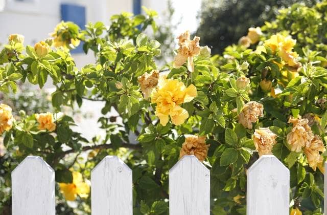 白い花壇の柵と黄色い花
