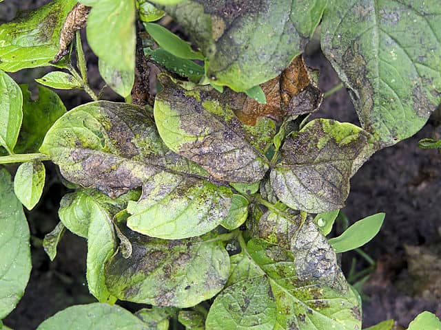 疫病の原因と対策 防除方法と使用薬剤 農薬 農業 ガーデニング 園芸 家庭菜園マガジン Agri Pick