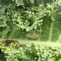 アブラナ科作物を食害するコナガの幼虫