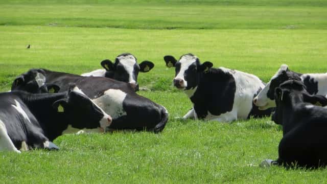 草むらの上で休む牛