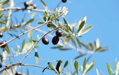 黒いオリーブの実と枝と青空