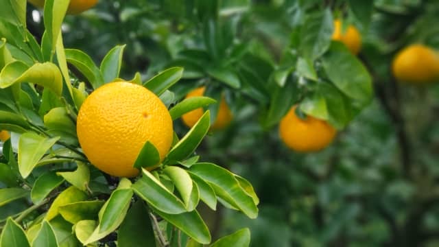 家庭菜園でおすすめの柑橘類と育て方 菜園のプロ監修 栽培方法や剪定方法 病害虫について徹底解説 農業 ガーデニング 園芸 家庭菜園マガジン Agri Pick