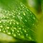 葉、雫、ハウス栽培の湿度管理