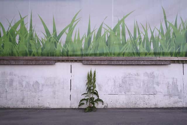 壁際の雑草
