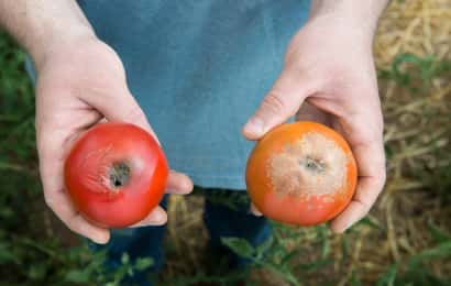 生理障害の対策 カルシウム欠乏症の症状と発症させない管理方法 農業 ガーデニング 園芸 家庭菜園マガジン Agri Pick