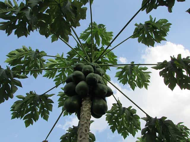 パパイヤの木（Luis Anibal Bolivar撮影）