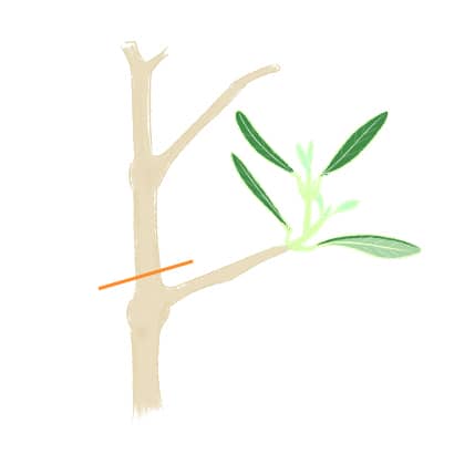 オリーブの木は強剪定ok 葉 実を楽しむそれぞれの剪定方法とは 農業 ガーデニング 園芸 家庭菜園マガジン Agri Pick