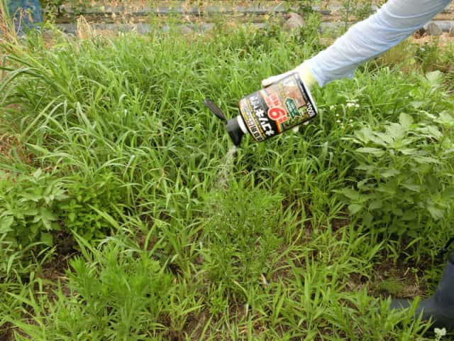 レインボー薬品に聞いた！除草剤「ネコソギ」のおすすめや効果的な使い方とは?!｜農業・ガーデニング・園芸・家庭菜園マガジン[AGRI PICK]