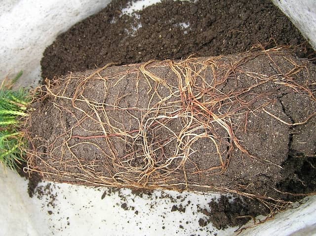 リゾクトニア菌におかされた植物の根