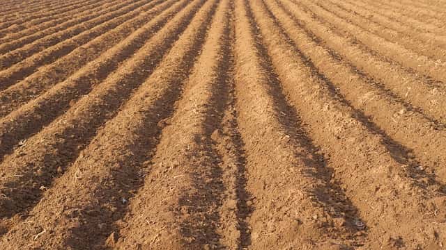 土壌消毒後の圃場の耕起
