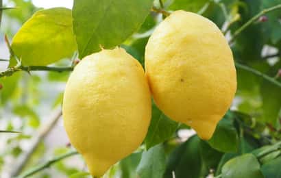 レモンの果樹