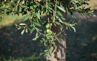 オリーブの木と実