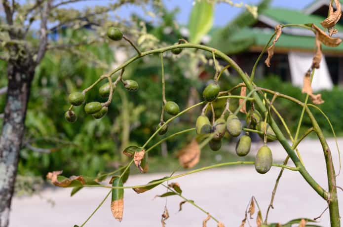 オリーブが枯れる 木 葉 実のトラブルの原因 対策を解説 農業 ガーデニング 園芸 家庭菜園マガジン Agri Pick
