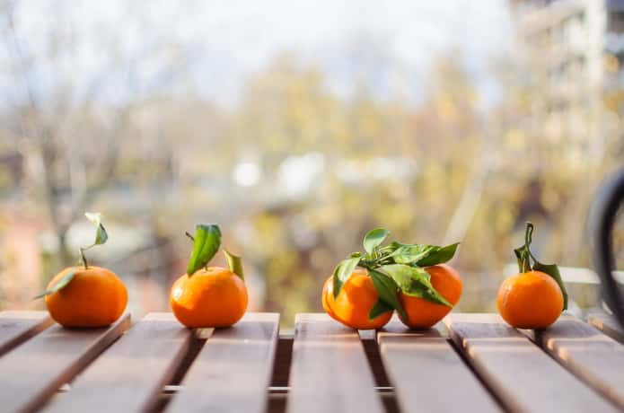 家庭菜園でおすすめの柑橘類と育て方 菜園のプロ監修 栽培方法や剪定方法 病害虫について徹底解説 農業 ガーデニング 園芸 家庭菜園マガジン Agri Pick