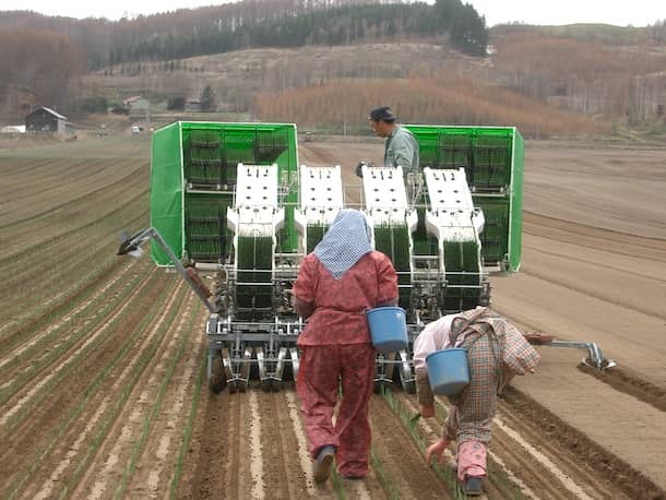 農機を使用したタマネギの苗の植え付け