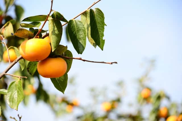 複数の柿の木にきれいなオレンジの柿が実っている