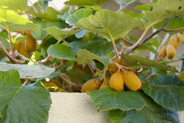 自家製キウイを栽培しよう 家庭菜園向きのビタミンたっぷりフルーツ 農業 ガーデニング 園芸 家庭菜園マガジン Agri Pick