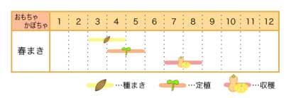 おもちゃかぼちゃの栽培カレンダー