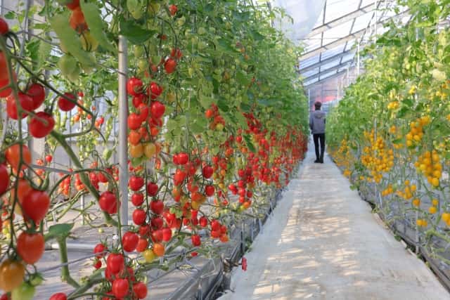 ハウス内でのトマト栽培