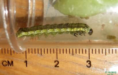 大きさを定規で測られているオオタバコガの幼虫
