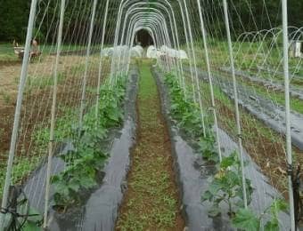 夏野菜のデキは支柱で決まる 農家が教える支柱選びと立て方のコツ 農業 ガーデニング 園芸 家庭菜園マガジン Agri Pick