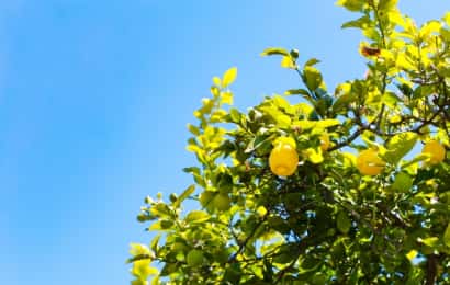 レモンの育て方 地植え 農家直伝 実を付ける剪定のコツやおすすめ品種も 農業 ガーデニング 園芸 家庭菜園マガジン Agri Pick